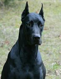 Maybe you would like to learn more about one of these? Great Danes For Adoption Fayetteville Nc Triple J Great Dane Rescue Nc