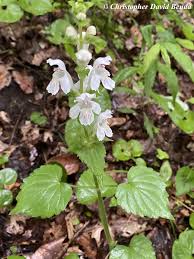 Image result for Synadenium glabratum