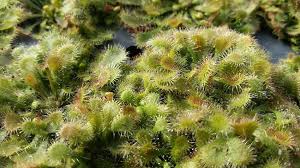 Image result for Drosera