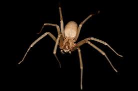 Another introduced species of arthropod from the mediterranean. Loxosceles Reclusa Wikipedia
