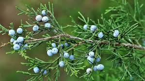 After planting your red cedar, keep it watered until it's well established. Wild Georgia Why Eastern Red Cedar Is Known As The Graveyard Tree