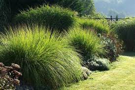 graminees au jardin contemporain jardin contemporain amenagement jardin graminees beaux jardins