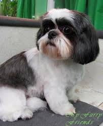 things i admire about the playfull shih tzu puppy shihtzupuppy shitzubichon shihtzufacts hundehaarschnitte pflege hunde shih tzu hund