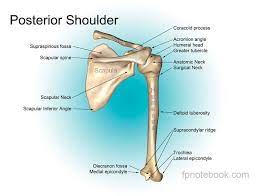 They allow you to swing your arms and. Shoulder Muscle Anatomy Shoulder Muscles Shoulder Anatomy