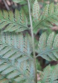 Image result for Lastreopsis