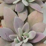 Image result for Kleinia grantii