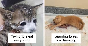Most dogs and cats love it, and it makes an excellent addition to their diet. 37 Times Cats Made A Mess When Eating And Owners Just Had To Share Pics Bored Panda