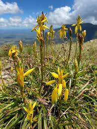 Image result for Aloe inyangensis