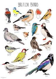 British Birds Poster Illustrations By By Rebeccakiffgallery 38 Bird Poster Bird Illustration Bird Drawings