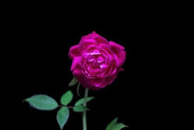 Paling Keren 25 Gambar Bunga Sakura Untuk Wallpaper Wa Bunga Wallpapers Backgrounds Free Wallpapers Download Wa 0852 3239 Di 2020 Wallpaper Bunga Bunga Sakura Bunga