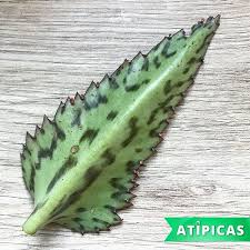 Kalanchoe Daigremontiana Especies Suculentas In 2020 Plant Leaves Plants Leaves