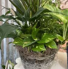 Oren Moore Frye, Jr. Send Flowers