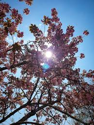 wanderung von rapperswil zum lutzelsee wanderung ausflug naherholungsgebiet