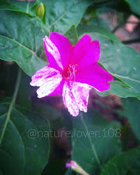 Mirabilis Jalapa The Marvel Of Peru Or Four O Clock Flower Clock Flower Four O Clock Flowers