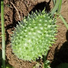Image result for Cucumis cinereus