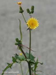 Image result for Sonchus friesii