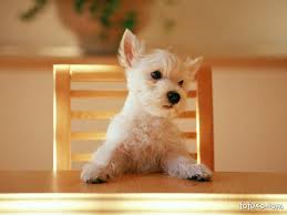 Resultado de imagem para cão a comer