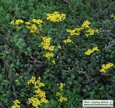 Image result for Senecio pergamentaceus