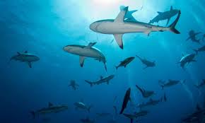 The aim of this website is to increase understanding, and promote an informed discussion on the subject of shark attacks; Below The Surface Reports Of Rising Shark Attacks Don T Tell The Whole Story Sharks The Guardian