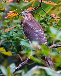 Birds Of Prey Western North Carolina Cooper S Hawk In Our Backyard Black Mountain Nc Cooper S Hawk Birds Prey