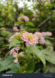 Image result for Verbenaceae