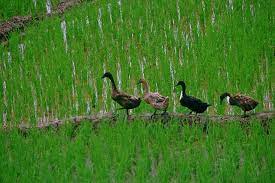 Tingkat kelembapan nisbi di kota ini adalah ±80% per tahun. File Itik Jpg Wikimedia Commons
