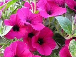 25 Flowers For Container Gardens Petunia Plant Hummingbird Plants Container Gardening Flowers