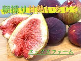 ex-farm.com