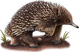 La Simpatica Equidna Echidna Illustration Australian Animals