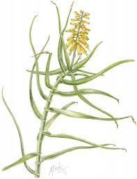 Image result for Stemodiopsis rivae