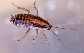 Looking for pest control in frisco, tx? Frisco Tx Pest Control Exterminators In Frisco Tx