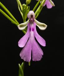 Image result for Cynorkis buchananii