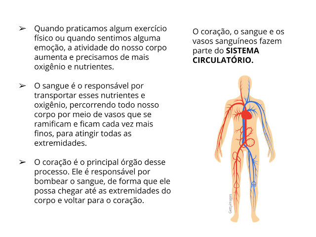 Resultado de imagem para sistema circulatorio 5 ano"
