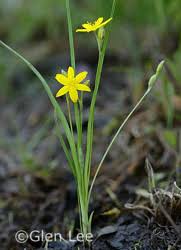 Image result for Hypoxis parvifolia