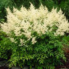 Check spelling or type a new query. Astilbe X Arendsii White Gloria White Flower Farm