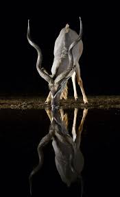 Pin On Wild Life And Sea Life