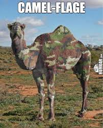 This means that they forget that their camel toes will show off clearly. 12 Awesome Funny Camel Jokes Funny Animals