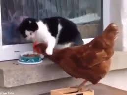 猫とニワトリ…ご飯をめぐる対決の結果（動画） : らばQ