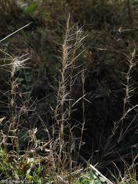 Image result for Aristida diffusa