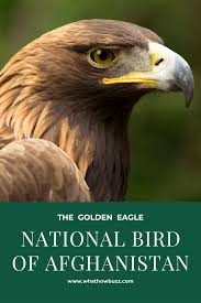 Eagle Birds Of Prey Animals National Bird Of Afghanistan In 2020 Bird Eagle Painting National