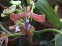 Image result for Cynorkis kassneriana