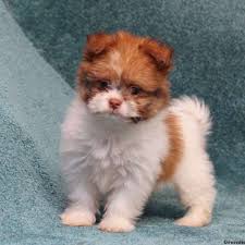 If you are looking for a poodle mix puppy that is great with kids, this is one of the best on our list. Shih Pom Puppies For Sale Greenfield Puppies