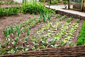 Gardening fun for the whole family the 12 best kits + tools to get kids hooked on gardening tour this family vegetable garden packed with rustic charm 23 photos Vegetable Garden Size How Big Of A Garden Do I Need Simple Living Country Gal