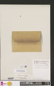 Image result for Leptactina involucrata