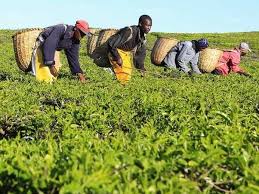 A tea plantation in kenya! Kenya S Black Tea Business Under Threat