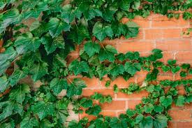 Ivy has long purple and pink ombre hair with bangs. Boston Ivy Plants Growing And Planting Tips