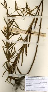 Image result for Haumaniastrum