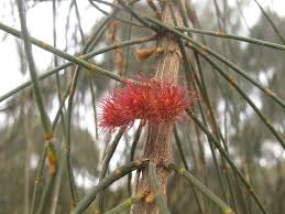 Image result for Casuarina verticillata