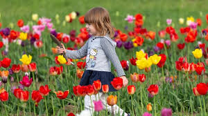 Un tappeto di tulipani grande un ettaro e con 300.000 fiori: la ...