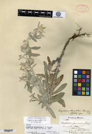 Image result for Pseudognaphalium oligandrum